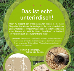 HHs! Wildbienen-infoTafel3 web