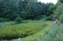 kemps ute schulteich biotop c hemmer