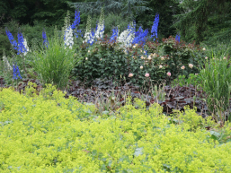 rittersporn sondergarten wandsbek hoelzer